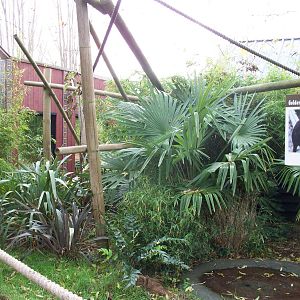 golden headed lion tamarin walkthrough