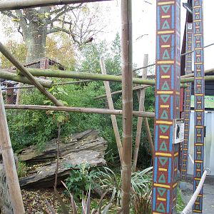 Golden headed lion tamarin walk through