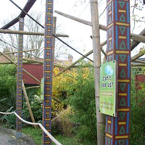 golden headed lion tamarin walkthrough