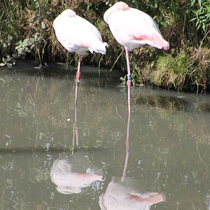 Sleeping Flamingos