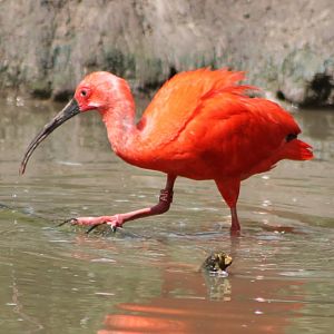 Scarlet ibis