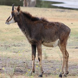Sable antilope young
