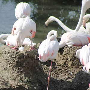 Breeding colony Flamingos
