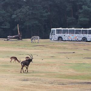 Drive through section