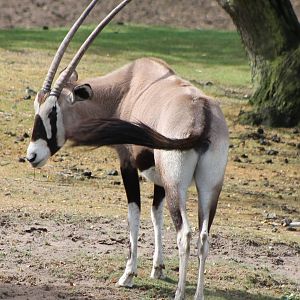 Fring-eared oryx