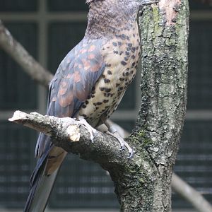 Cuckoo Roller (Leptosomus discolor) female