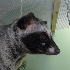 Asian palm civet