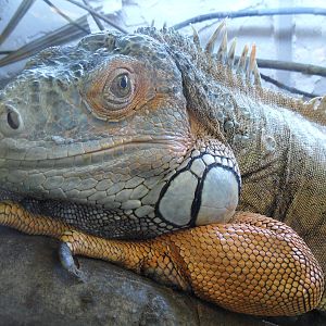 Green iguana