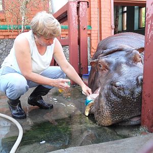 Hippo treatment