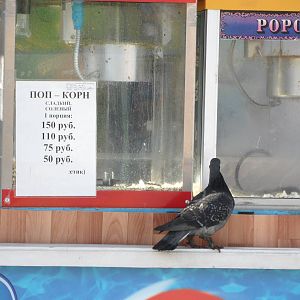 Pigeon wants popcorn!