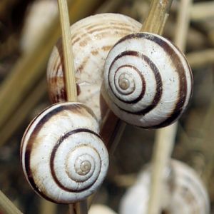 Vineyard Snail (Cernuella virgata)