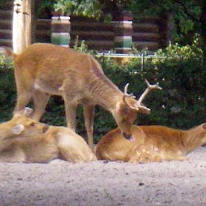 Indian Swampd Deers (Cervus duvaucelii)