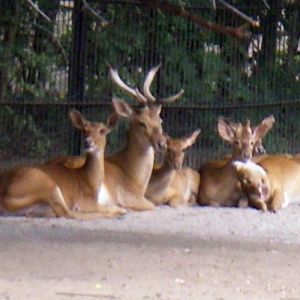 Brown-antlered Deers (Cervus eldi)