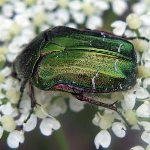 Green Rose Chafer (Cetonia aurata)