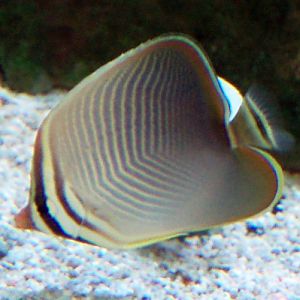 Eastern Triangular Butterflyfish (Chaetodon baronessa)
