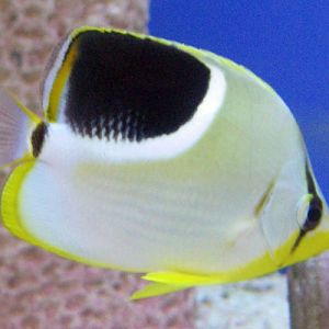 Saddle Butterflyfish (Chaetodon ephippium)