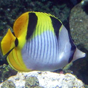 Black-wedged Butterflyfish (Chaetodon falcula)