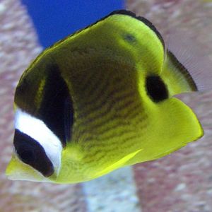 Raccoon Butterflyfish (Chaetodon lunula)