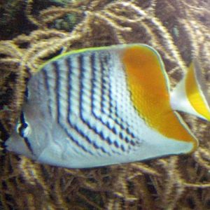 Seychelles Butterflyfish (Chaetodon madagaskariensis)