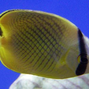 Latticed Butterflyfish (Chaetodon rafflesii)