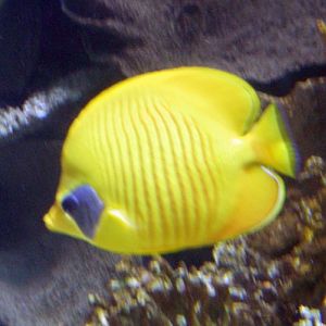 Golden Butterflyfish (Chaetodon semilarvatus)