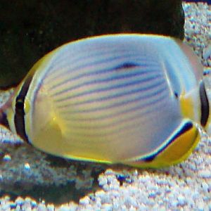 Melon Butterflyfish (Chaetodon trifasciatus)