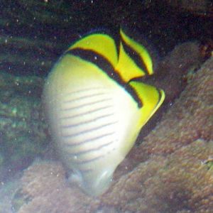 Vagabond Butterflyfish (Chaetodon vagabundus)