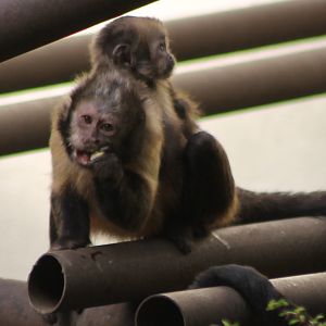 Yellow-breasted capucine and young