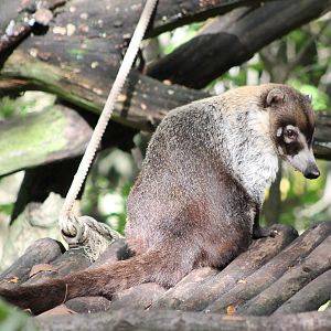 White-nosed coati