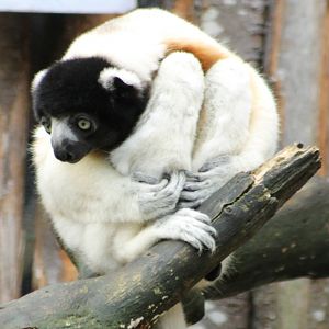 Crowned sifaka