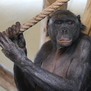 Bonobo