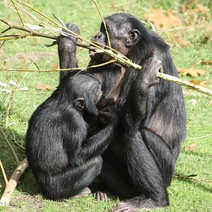 Bonobo