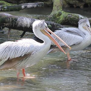 Pink-backed pelicans
