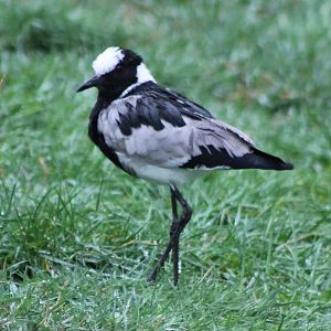 Blacksmith plover