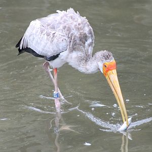 Yellow-billed stork with prey