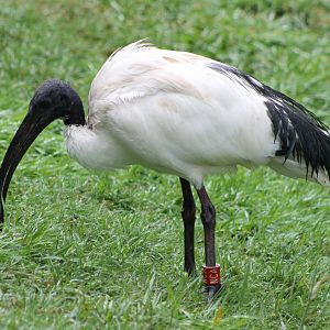 Sacred ibis