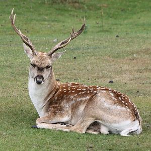 Persian fallow deer