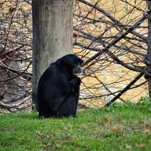 Symphalangus syndactylus