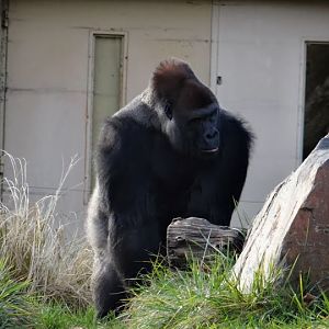 Gorilla gorilla gorilla