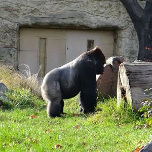 Gorilla gorilla gorilla