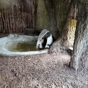 Myrmecophaga tridactyla