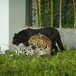 Leopards, November 2013.