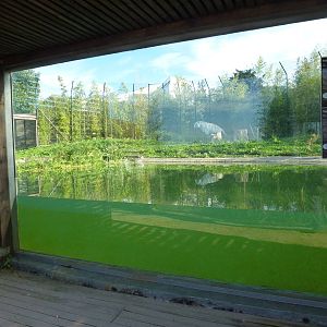 Tiger viewing window, November 2013.