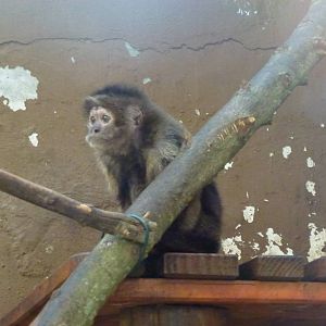Tufted capuchin, November 2013.