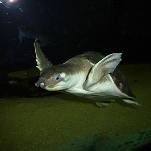 'Penguin turtle', November 2013.