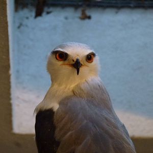 Black-winged kite, November 2013.