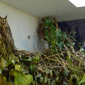 'Eared' owls, November 2013.