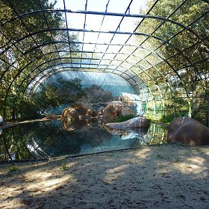 Gannet aviary, November 2013.