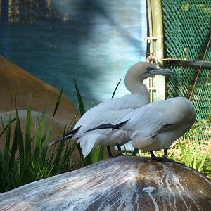 Gannets, November 2013.