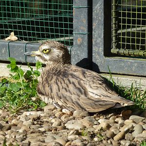 Stone curlew, November 2013.